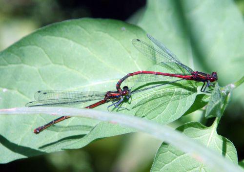 pyrrhosoma romi 21 mai 037.jpg