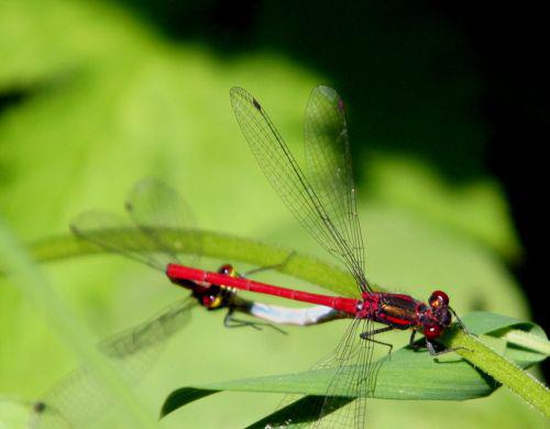 pyrrhosoma romi 23 mai 013.jpg