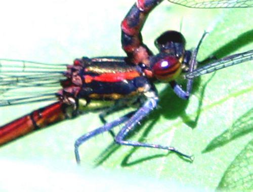 pyrrhosoma thorax romi 21 mai 037.jpg