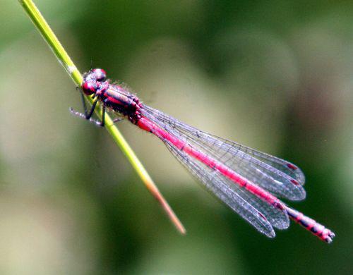 pyrrhosoma mâle p romi 11 juin 027.jpg