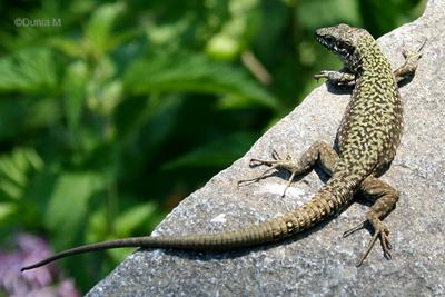 Lézard photographié au Jardin botanique du Tessin île Brissago