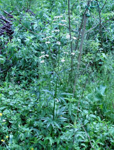 valeriana romi 7 juin 074.jpg