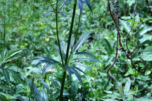 valeriana feuilles romi 7 juin 078.jpg