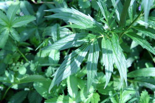 valeriana feuille romi 7 juin 085.jpg