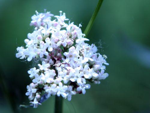 valeriana corymbe romi 7 juin 081.jpg
