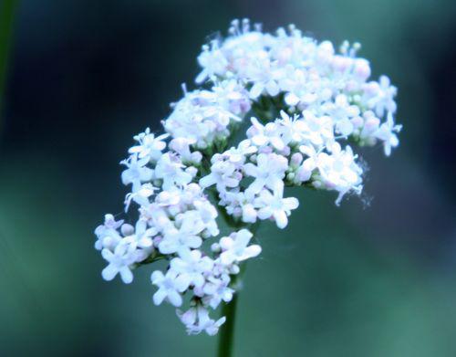 valeriana corymbe romi 7 juin 082.jpg