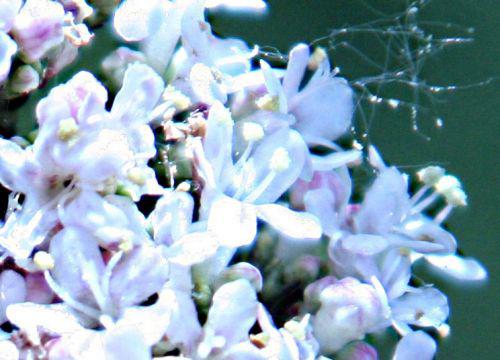 valeriana fl pp romi 7 juin 079.jpg