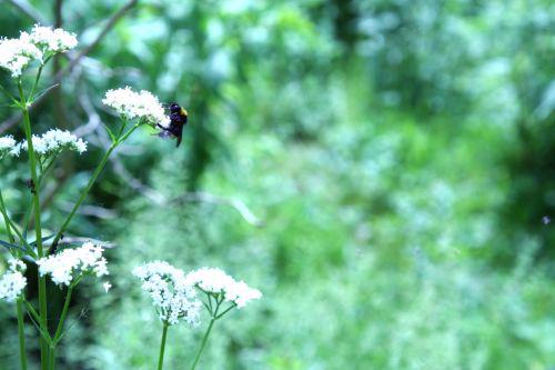 valeriana bourdon romi 7 juin 086.jpg