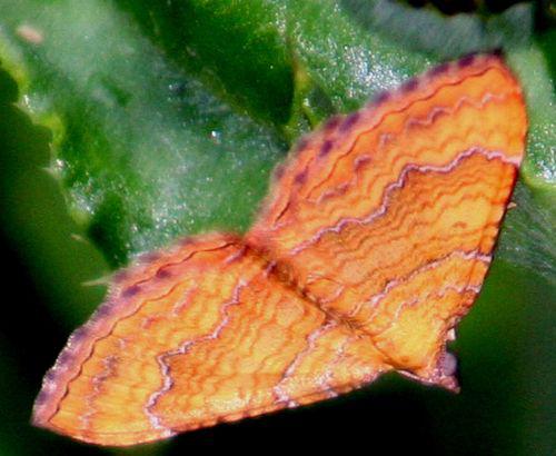 camptogramma romi 8 juin 021.jpg