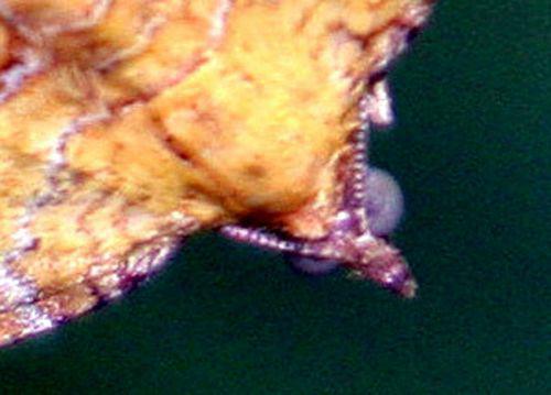 camptogamma tête p romi 8 juin 023.jpg