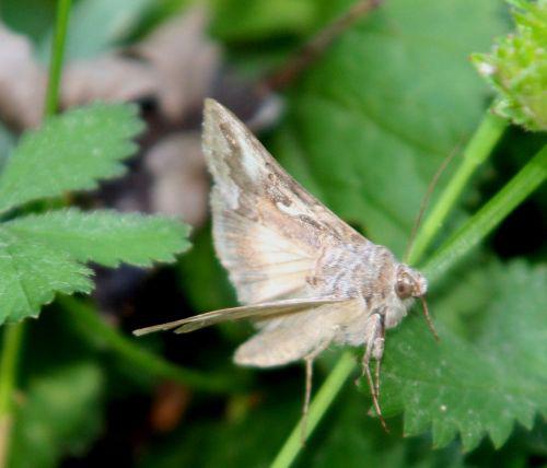 autographa romi 11 juin 049.jpg
