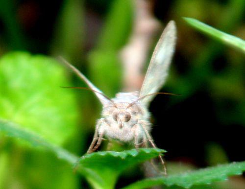 autographa romi 11 juin 050.jpg