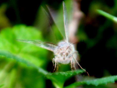 autographa romi 11 juin 052.jpg