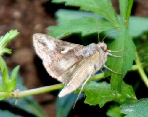 autographa romi 11 juin 054.jpg