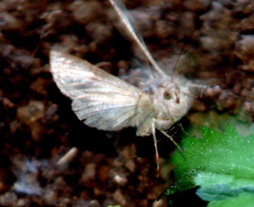 autographa romi 11 juin 055.jpg