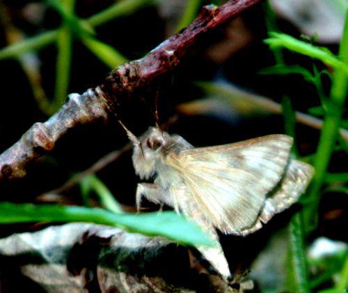 autographa romi 11 juin 056.jpg