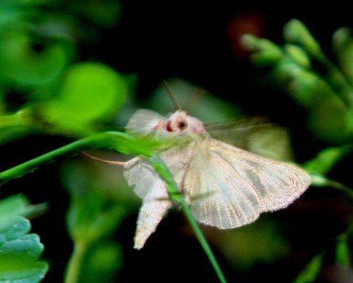 autographa romi 11 juin 059.jpg
