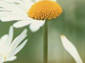 J’ai (Alain Serres)