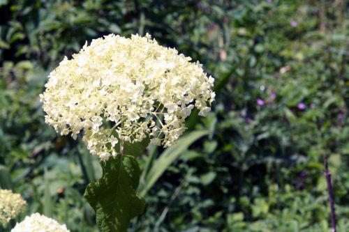 annabelle romi 22 juin 044.jpg