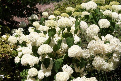 annabelle marnay 4 juillet 2008 019.jpg