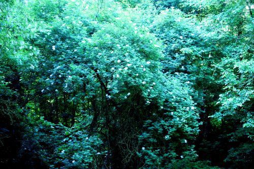 bretscneideri 20 mai 2008 001.jpg