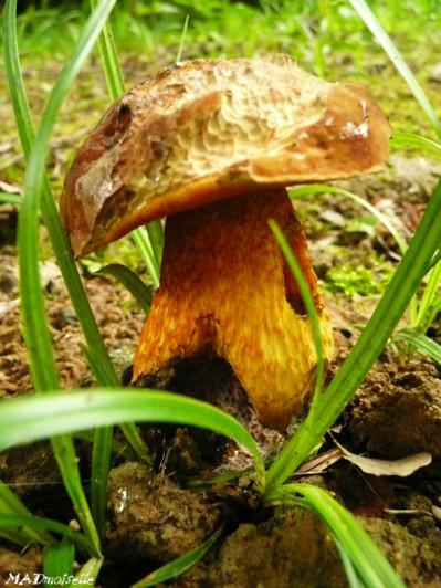 Champipi-champignons !