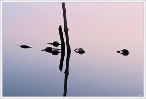 Tite vidéo et conclusion sponso