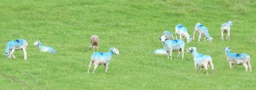 moutons bleus