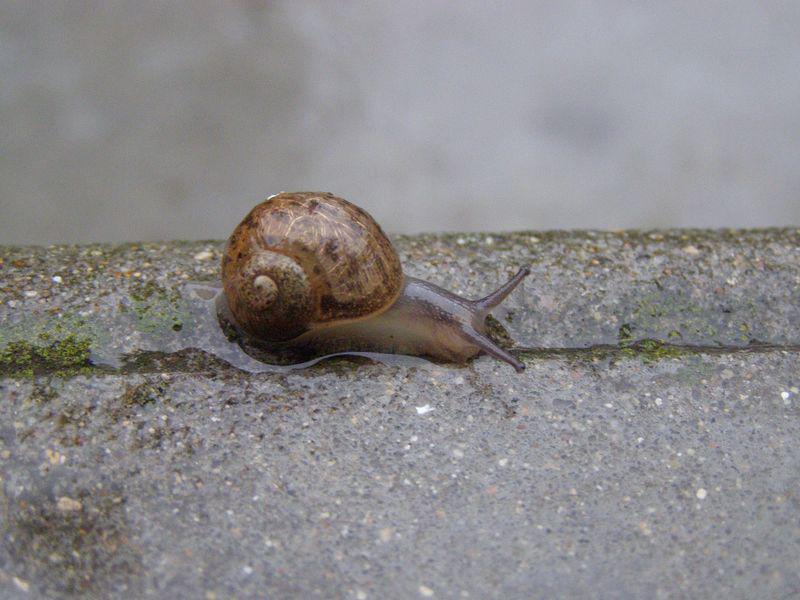 Les pieds sur terre (Jean-Hugues Malineau)