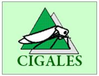 Club cigales