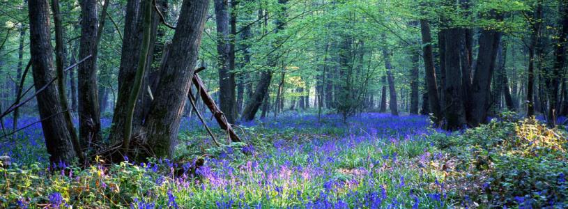 On trouve dans les bois (Fatiha Berezac)