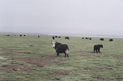 Gansu-Qinghai Flash n°1 - amour à la chinoise et course de chevaux