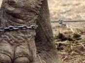 Jamais plus cirques animaliers Paris