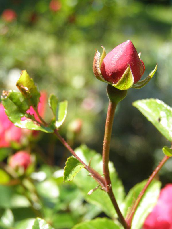 Va, fleur, avance (Guillevic)