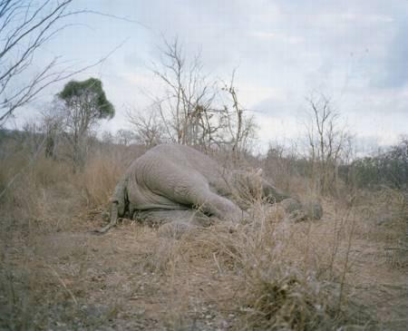 01-Elephant-mort-au-Zimbabwe