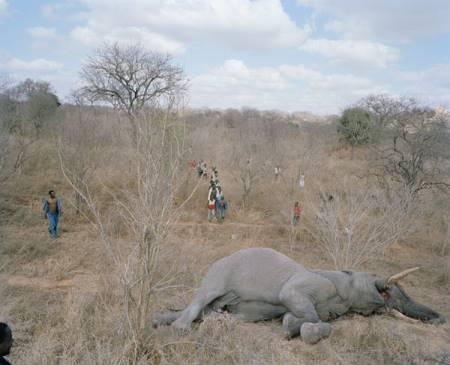 02-Elephant-mort-au-Zimbabwe