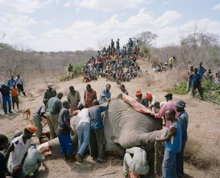03-Elephant-mort-au-Zimbabwe