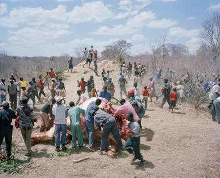 04-Elephant-mort-au-Zimbabwe