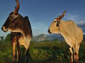 bien triste histoire...