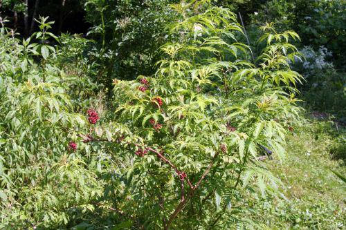 plum vir romi22 juin 2010 041.jpg