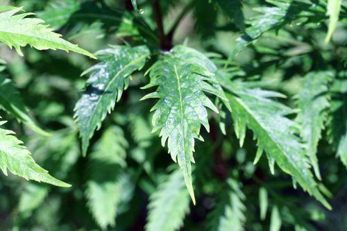 plum vir feuille anc romi22 juin 2010 069.jpg