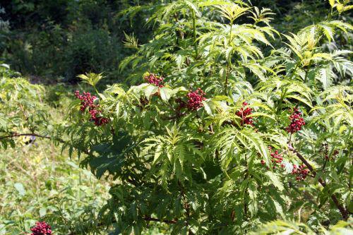 plum vir romi22 juin 2010 043.jpg