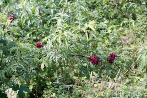 plum vir branche romi22 juin 2010 039.jpg