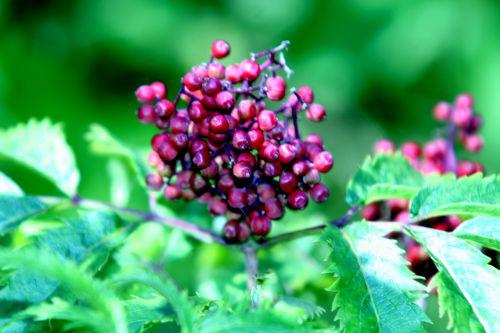 plum vir fruits romi22 juin 2010 053.jpg