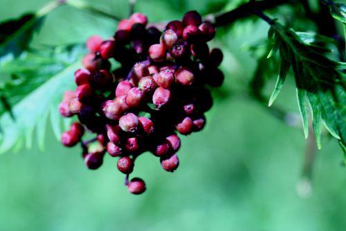 plum vir fruits romi22 juin 2010 056.jpg