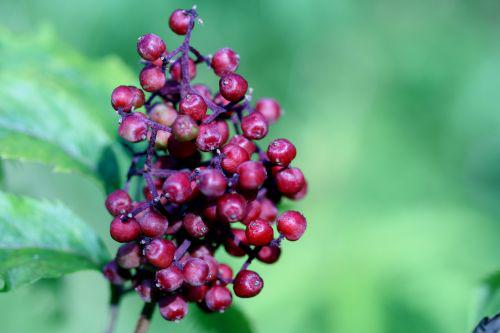 plum vir fruits romi22 juin 2010 067.jpg