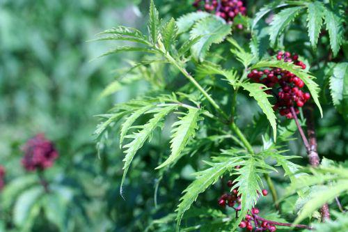 plum vir feuille jeune romi22 juin 2010 068.jpg