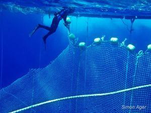 Thons pêchés, thons emprisonnés, mais thons libérés ! news_100617_1_5_Libyan_Waters_Tuna_Diver_and_Net_008__SA3353_