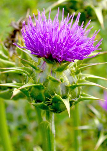 Le chardon mauve (Hédi Kaddour)