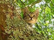 Modestine découvre arbres, tome